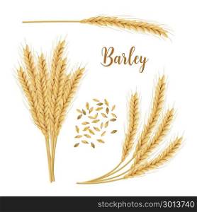 Barley, oat set. Plant, spikelet with ears, grains, seeds, sheaf. Barley, oat set. Plant, spikelet with ears, grains, seeds, sheaf. 3d icon vector. For design illustration decoration cooking bakery tags labels textile