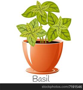 Basil herb in a flower pot. We grow herbs for cooking ourselves. Isolated on a white background. EPS 10 vector.. Basil herb in a flower pot. We grow herbs for cooking ourselves.