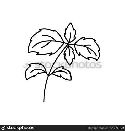 Basil herbs. Vegetable sketch. Thin simple outline icon. Black contour line vector. Doodle hand drawn illustration