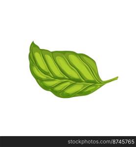 basil leaf cartoon. green herb, fresh view, leaves spice, top food plant, italian salad, herbal basil leaf vector illustration. basil leaf cartoon vector illustration