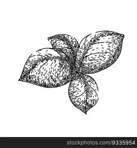 basil leaf herb spice hand drawn. fresh green, plant food, leaves vegetable, view salad, sweet italian basil leaf herb spice vector sketch. isolated black illustration. basil leaf herb spice sketch hand drawn vector