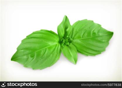 Basil leaves, vector illustration