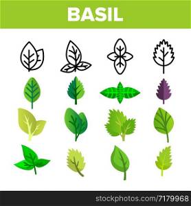 Basil Leaves Vector Thin Line Icons Set. Basil, Aromatic Spice Green, Violet Leaves Linear Pictograms. Organic Italian Culinary Herb with Spicy Taste, Fresh Foliage Color Flat Illustrations. Basil Leaves Vector Thin Line Icons Set