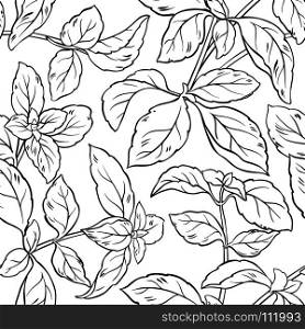 basil seamless pattern. basil herb seamless pattern on white background