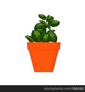 basil vector culinary herb in terracotta pot. Green growing. Gardening. For advertising, poster, banner web. basil vector culinary herb in terracotta pot.