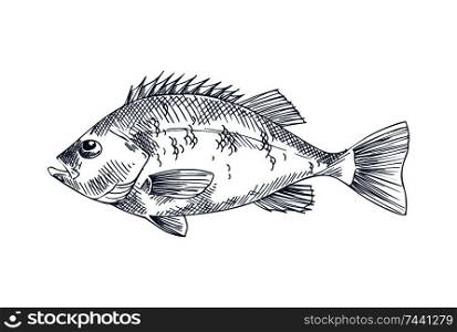 Bass fish seafood vector monochrome illustration. Hand drawn decorative vintage icon of sea animal isolated on white restaurant menu template sketch. Bass seafood vector monochrome illustration.