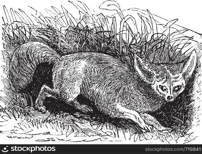 Bat-eared Fox or Otocyon megalotis, vintage engraving. Old engraved illustration of a Bat-eared Fox.