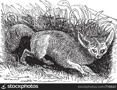 Bat-eared Fox or Otocyon megalotis, vintage engraving. Old engraved illustration of a Bat-eared Fox.