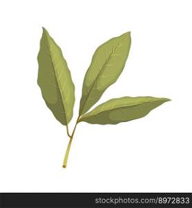 bay leaf herb cartoon. gree food, herbal ingredient, spice organic, healthy aromatherapy bay leaf herb vector illustration. bay leaf herb cartoon vector illustration