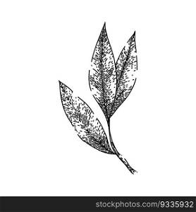 bay leaf herb dry hand drawn. laurel leaves, green top, view tree, cooking plant, sketch indian bay leaf herb dry vector sketch. isolated black illustration. bay leaf herb dry sketch hand drawn vector