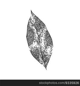 bay leaf herb spice hand drawn. laurel leaves, dry green, top fresh, tree cooking, plant sketch bay leaf herb spice vector sketch. isolated black illustration. bay leaf herb spice sketch hand drawn vector
