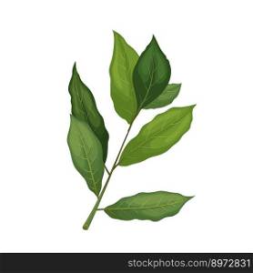 bay leaf plant cartoon. green spice, herb food, herbal organic natural, ingredient fresh bay leaf plant vector illustration. bay leaf plant cartoon vector illustration