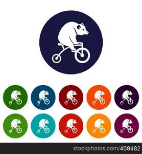 Bear on a bike set icons in different colors isolated on white background. Bear on a bike set icons
