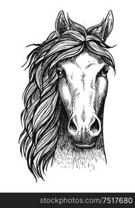 Beautiful arabian stallion sketch icon for horse breeding symbol, equestrian or riding club emblem design. Front view of a head of a purebred horse with alert ears . Sketched arabian purebred horse with alert ears