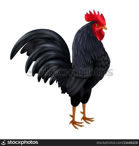 Beautiful black rooster breed chicken realistic isolated side view image on white background vector illustration . Black Rooster Realistic Side View Image