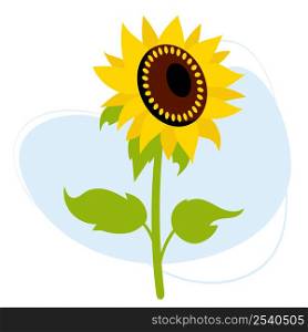Beautiful blooming sunflower. Vector illustration. Farm plant yellow flower with leaves