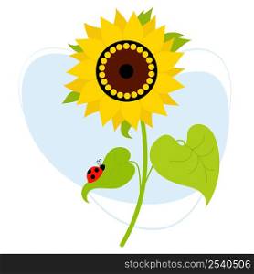 Beautiful blooming sunflower with ladybug on leaf. Vector illustration. Farm plant yellow flower with leaves
