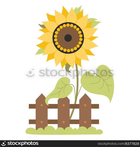 Beautiful blooming yellow sunflower behind  wooden fence with grass. Vector illustration. Farm plant flower with leaves for design, decoration of agricultural themes, decor and print