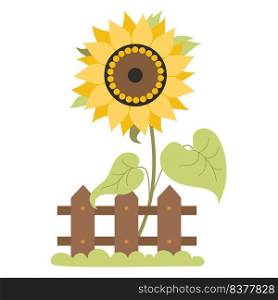 Beautiful blooming yellow sunflower behind  wooden fence with grass. Vector illustration. Farm plant flower with leaves for design, decoration of agricultural themes, decor and print