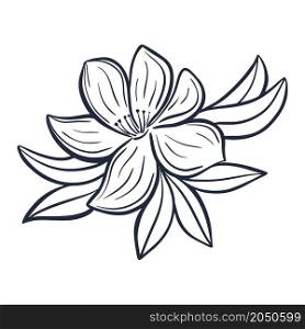 Beautiful botanical composition with flower and leaves in doodle style. Floral silhouette, decoration for cards and invitations. Natural element isolated vector illustration. Beautiful botanical composition with flower and leaves in doodle style