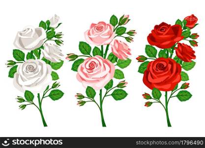Beautiful bouquets with roses bud isolated on white background