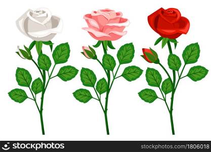 Beautiful branches with roses flower isolated on white background