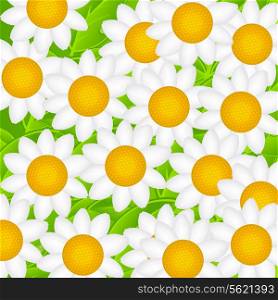Beautiful Camomile Daisy Background Vector Illustration. EPS10