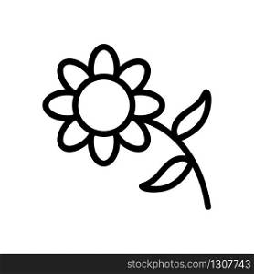 beautiful chrysanthemum icon vector. beautiful chrysanthemum sign. isolated contour symbol illustration. beautiful chrysanthemum icon vector outline illustration