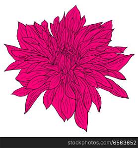 Beautiful color sketch, dahlia flower on a white background.. Beautiful color sketch, dahlia flower on a white background