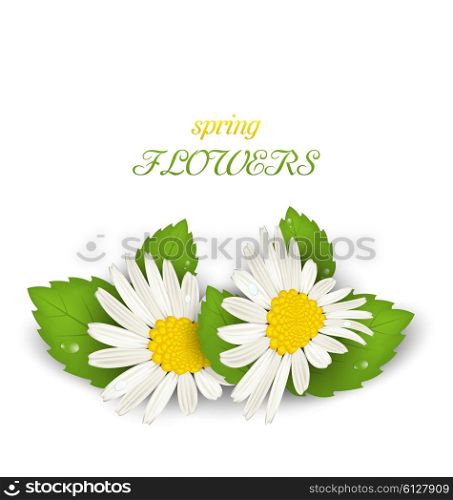 Beautiful daisy flower camomile.. Illustration Camomile Flowers with Shadows on White Background. Spring Flowers - Vector