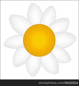 Beautiful Daisy icon vector illustration