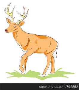 Beautiful deer, illustration, vector on white background.
