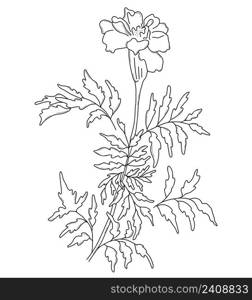 Beautiful flower. branch with blooming marigold with leaves. Vector illustration. Linear hand drawing, sketch of seasonal plant