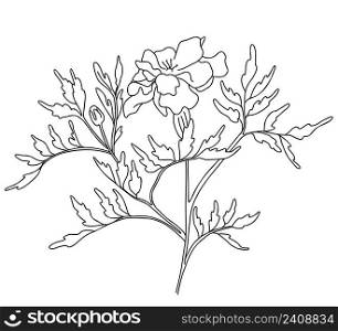 Beautiful flower. Branch with blooming marigold with leaves. Vector illustration. Linear hand drawing, sketch of seasonal plant For design, decoration and decoration