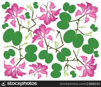 Beautiful Flower, Illustration Background of Pink Bauhinia Purpurea or Pink Orchid Tree with Green Leaves.