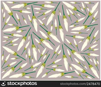 Beautiful Flower, Illustration Background of White Michelia Alba or White Champaca Flowers with Green Leaves.
