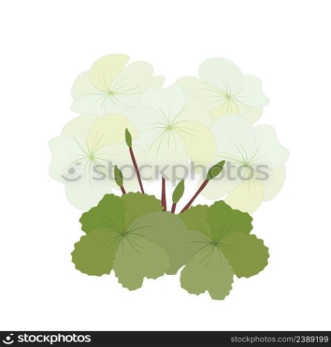Beautiful Flower, Illustration Bunch of Beautiful White Geranium Flowers or Pelargonium Graveolens Flowers Isolated on White Background. 