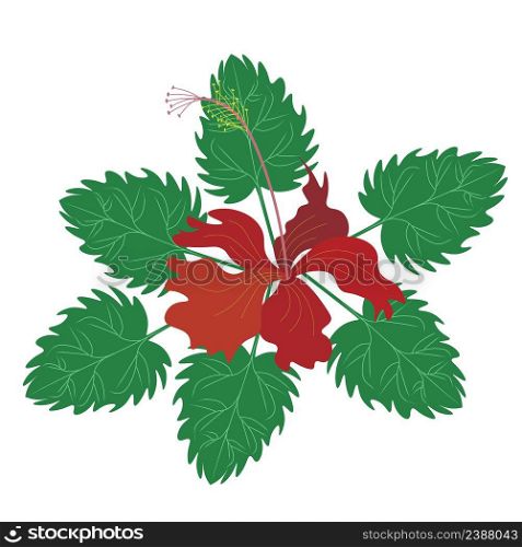 Beautiful Flower, Illustration Fresh Red Hibiscus Flowers, Rose Mallow or Bunga Raya Isolated on A White Background.