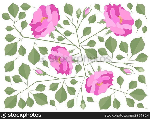 Beautiful Flower, Illustration of A Beautiful Pink Damask Roses Background.