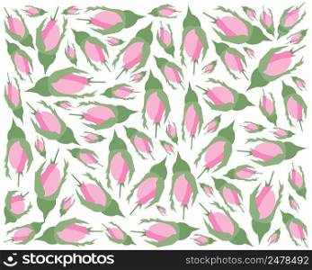 Beautiful Flower, Illustration of A Beautiful Pink Damask Roses Background.