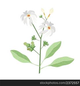 Beautiful Flower, Illustration of Nyctanthes Arbor-tristis or Night Flowering Jasmine with Green Leaves.