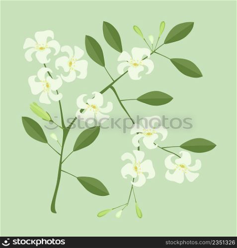 Beautiful Flower, Illustration of Orange Jasmine or Mock Orange Flowers on Green Leaves Isolated on A White Background
