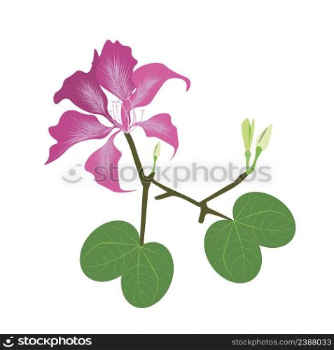 Beautiful Flower, Illustration of Pink Bauhinia Purpurea or Pink Orchid Tree with Green Leaves Isolated on White Background.
