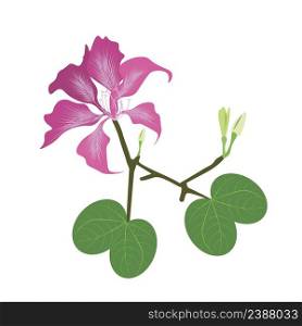 Beautiful Flower, Illustration of Pink Bauhinia Purpurea or Pink Orchid Tree with Green Leaves Isolated on White Background.