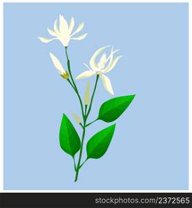 Beautiful Flower, Illustration of White Michelia Alba or White Champaca Flowers with Green Leaves on Tree Branches.