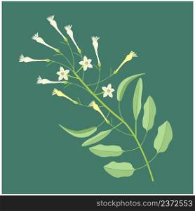 Beautiful Flower, Illustration of White Tuberose Flowers or Night Blooming Jasmine with Green Leaves.