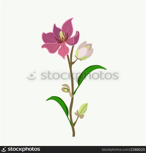 Beautiful Flower, Illustration of Wine Magnolia Flower or Magnolia Figo Flowers with Green Leaves on A Branch.
