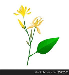 Beautiful Flower, Illustration of Yellow Champaka or Magnolia Champaca Flowers with Green Leaves on Tree Branch.