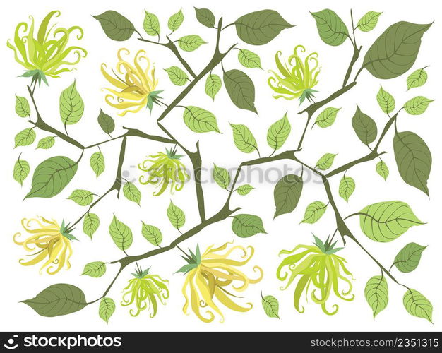 Beautiful Flower, Illustration of Yellow Color of Ylang-Ylang Flowers Background.