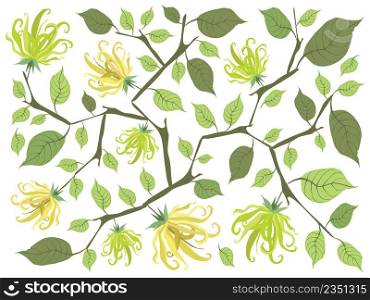 Beautiful Flower, Illustration of Yellow Color of Ylang-Ylang Flowers Background.